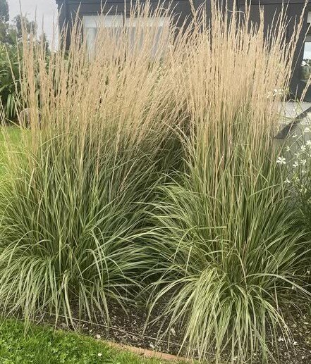 Calamagrostis Overdam - image 3