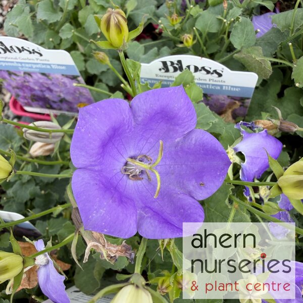 Campanula carpatica Pearl Blue - image 2