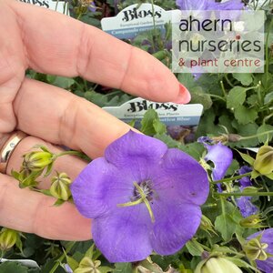 Campanula carpatica Pearl Blue - image 1