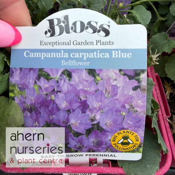 Campanula carpatica Pearl Blue - image 3