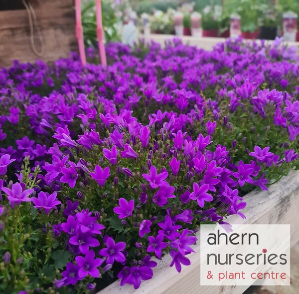 Campanula Muralis - image 3