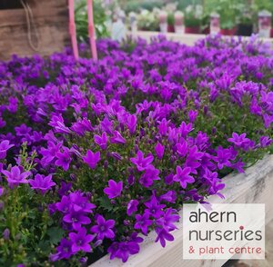 Campanula Muralis - image 3