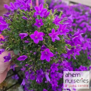 Campanula Muralis - image 1