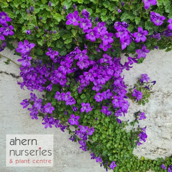 Campanula Muralis - image 2