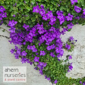 Campanula Muralis - image 2