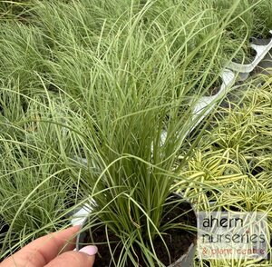 Carex Amazon Mist - image 1