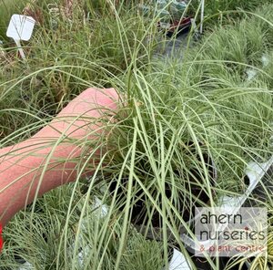 Carex Amazon Mist - image 2