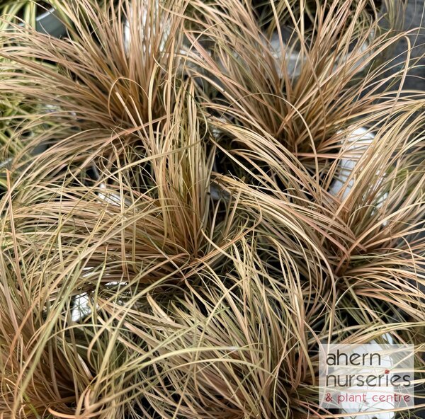 Carex Comans Bronze - image 2