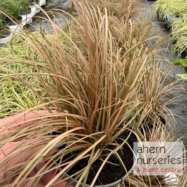Carex Comans Bronze - image 1
