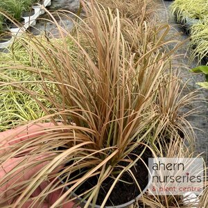 Carex Comans Bronze - image 1