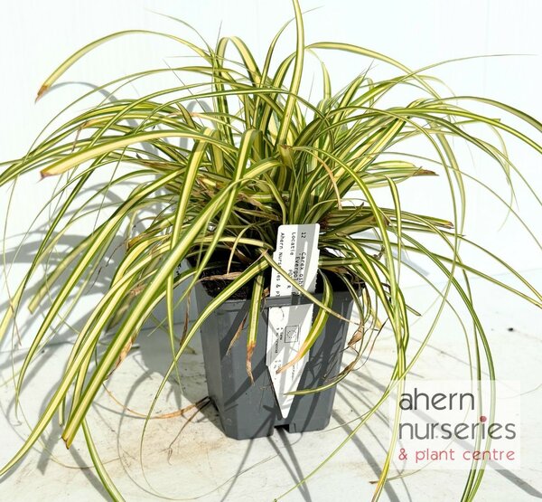 Carex oshimensis Evergold - image 2