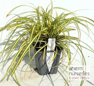 Carex oshimensis Evergold - image 2