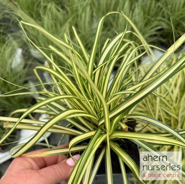Carex oshimensis Evergold - image 2