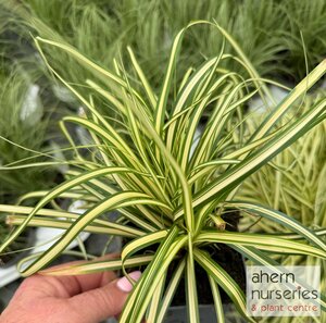 Carex oshimensis Evergold - image 2
