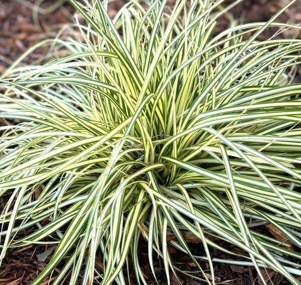 Carex oshimensis Evergold - image 1