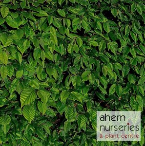 Carpinus betulus - Hornbeam - 60cm-90cm