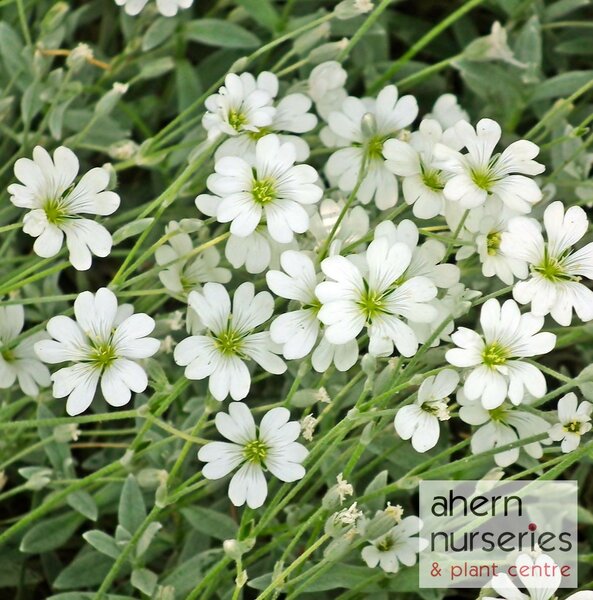 Cerastium Snow in Summer - image 1