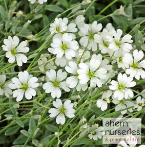 Cerastium Snow in Summer - image 1