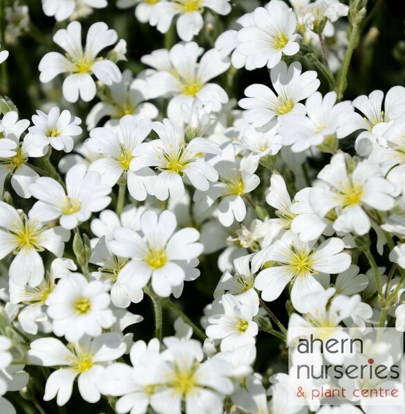 Cerastium Snow in Summer - image 2