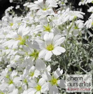 Cerastium Snow in Summer - image 3