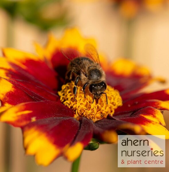 Coreopsis Sternlater - image 3