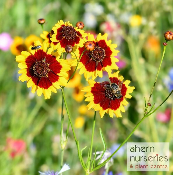Coreopsis Sternlater - image 2