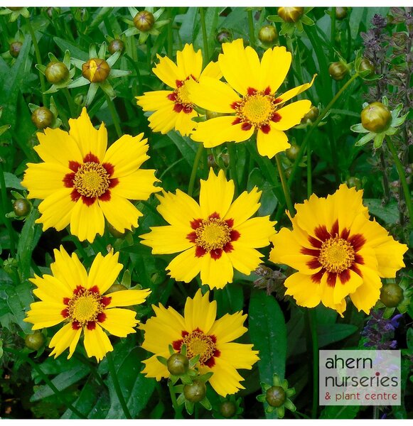 Coreopsis Sternlater - image 1