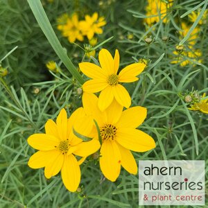 Coreopsis vert. Zagreb - image 2