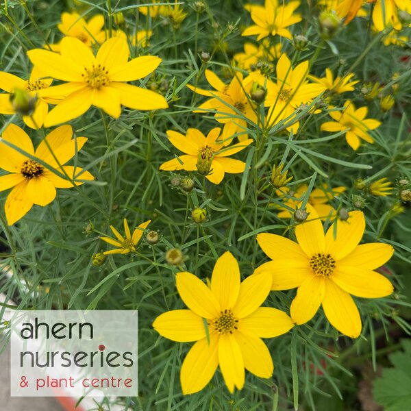 Coreopsis vert. Zagreb - image 1