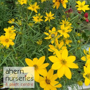 Coreopsis vert. Zagreb - image 3