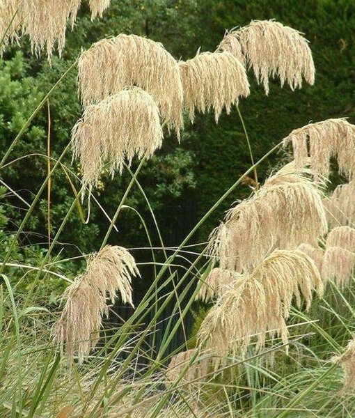 Cortaderia ricardii - image 2