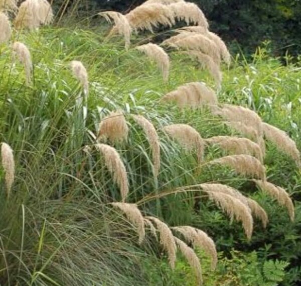 Cortaderia ricardii - image 1