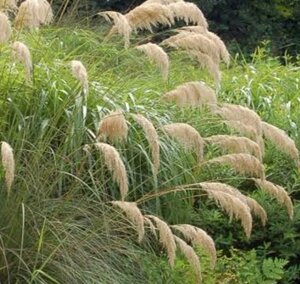 Cortaderia ricardii