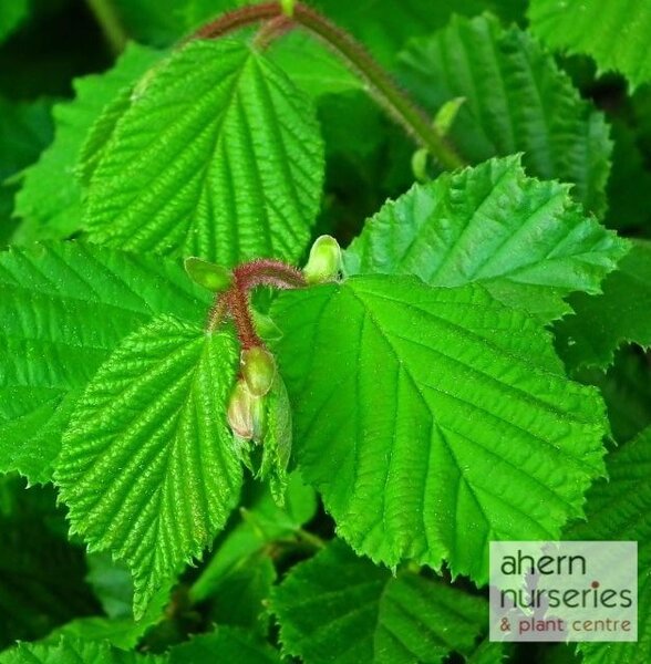 Corylus avellana - Native Hazel - 60cm-90cm - image 2