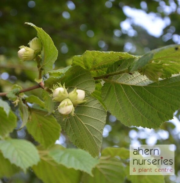 Corylus avellana - Native Hazel - 60cm-90cm - image 1