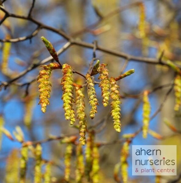 Corylus avellana - Native Hazel - 60cm-90cm - image 3