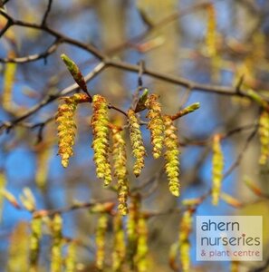 Corylus avellana - Native Hazel - 60cm-90cm - image 3