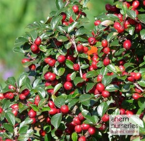 Cotoneaster franchetii - Coral Berry - 30cm-50cm