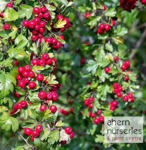 Crataegus monogyna - Native Whitethorn Whips - 40cm-60cm