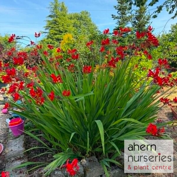 Crocosmia Lucifer - image 1