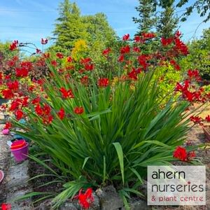 Crocosmia Lucifer - image 1