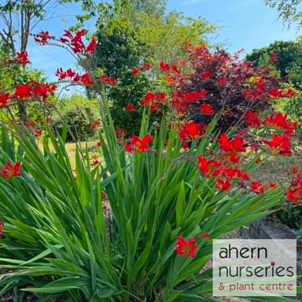 Crocosmia Lucifer - image 2