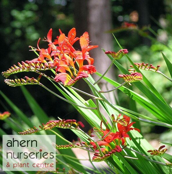 Crocosmia Red King - image 2