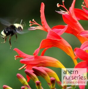 Crocosmia Red King - image 1
