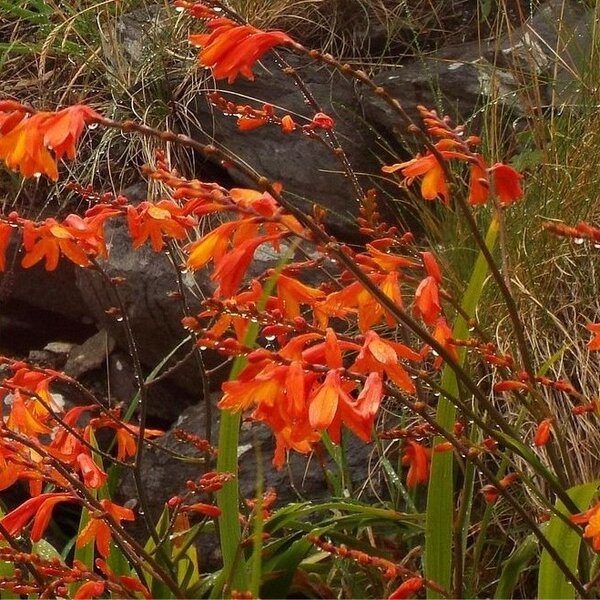 Crocosmia Red King - image 3