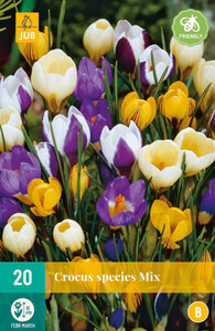 Crocus Species Mixed 20 Bulbs