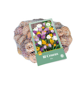 Crocus Species Mixed 70 Bulbs
