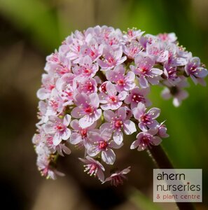Darmera peltata - image 1