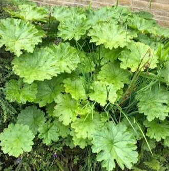 Darmera peltata - image 2