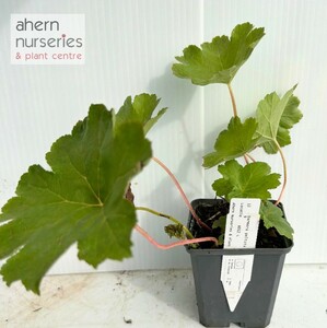 Darmera peltata - image 2